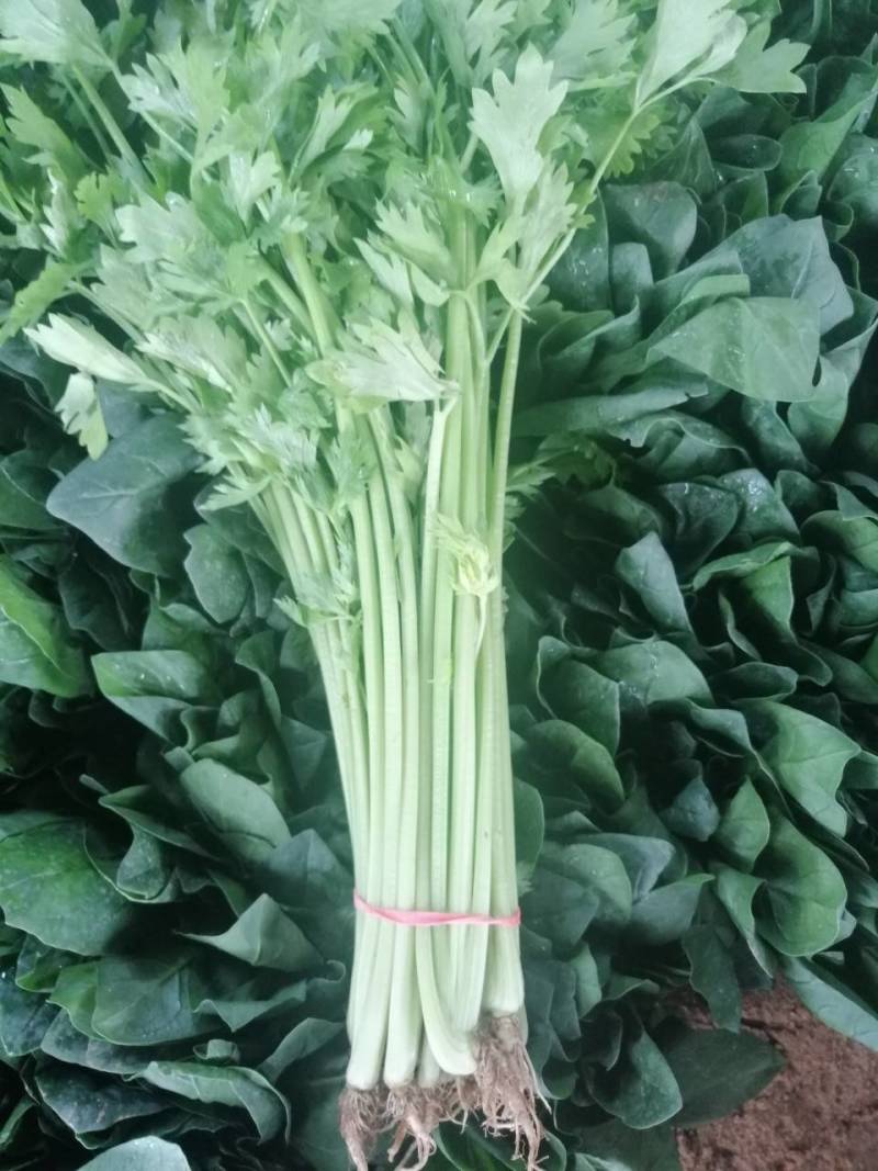 山东泰安，精品香芹，质量杠杠滴，一手货源，提供一条龙服务