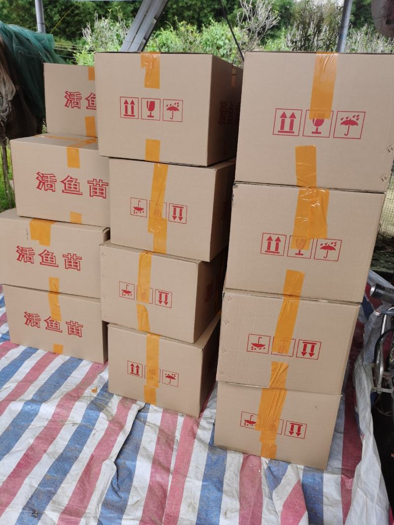 红鲳鱼苗又叫淡水白鲳鱼苗（支持水花批发）支持到现在看货