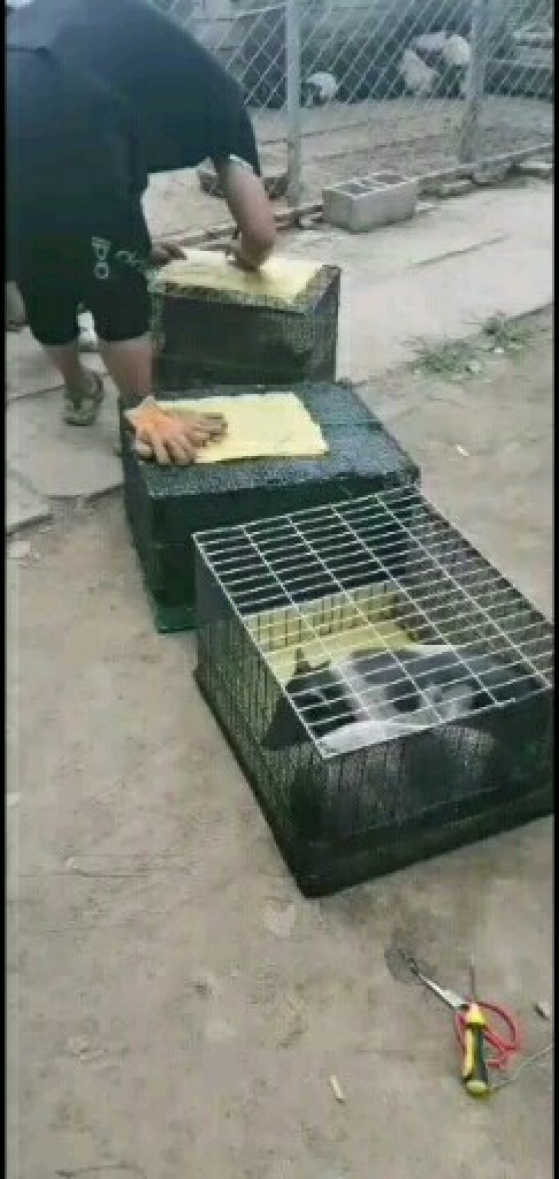 香猪种苗10一15斤的多少钱一头