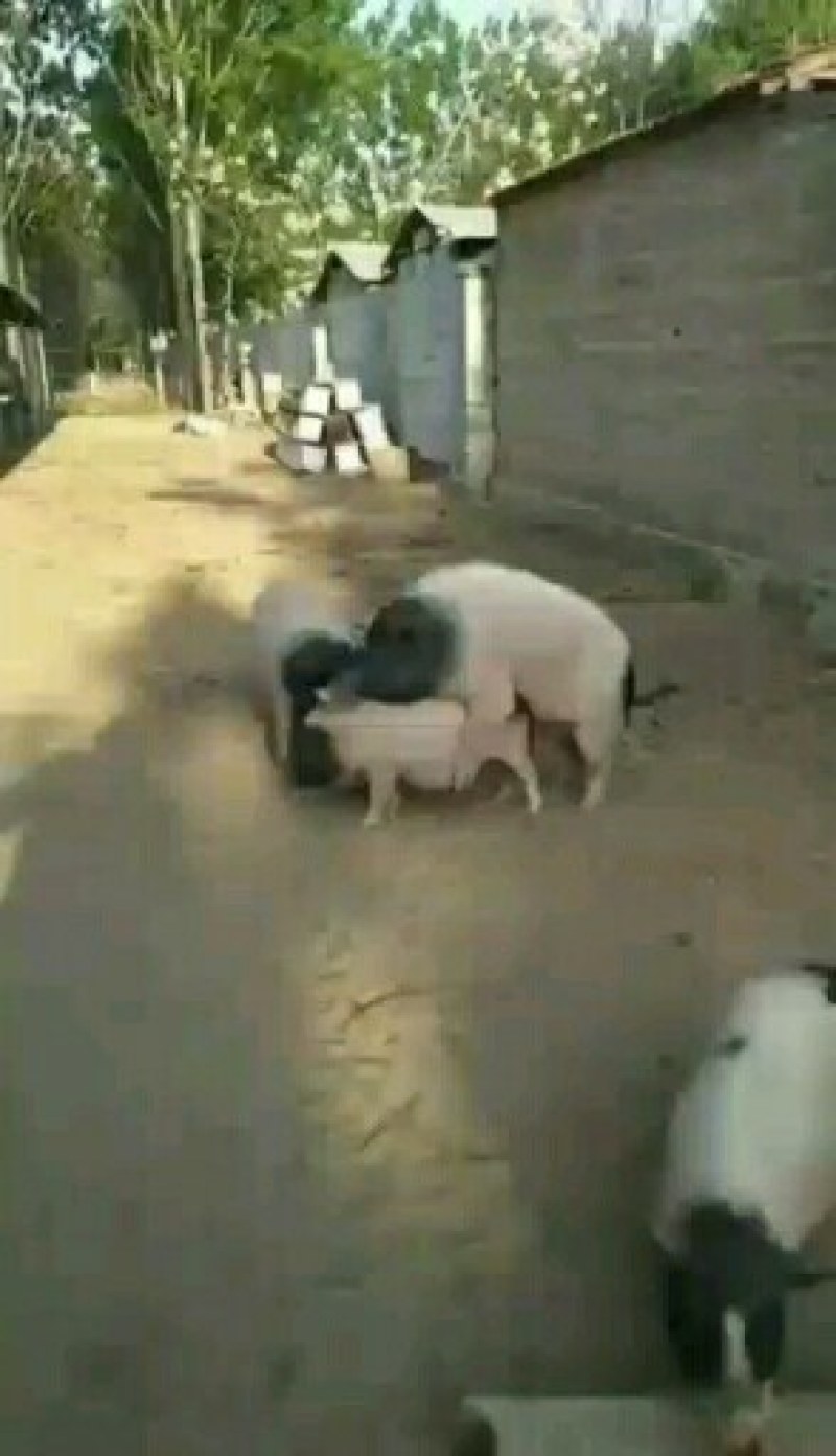 香猪种苗10一15斤的多少钱一头