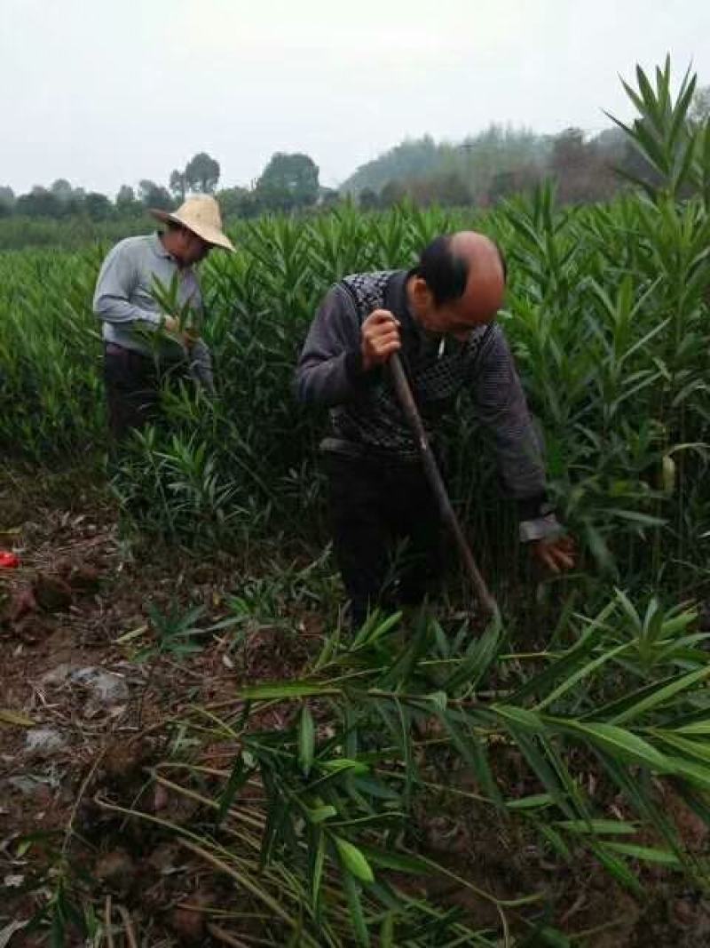 夹竹桃30一200cm丛生夹竹桃粉红花夹竹桃