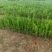 40公分到60公分，油松苗，16杯油松精品杯苗油松