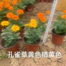 优质孔雀草，基地直发直销，量大从优，对接政府绿化工程！