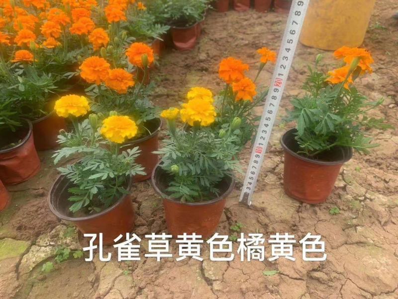 优质孔雀草，基地直发直销，量大从优，对接政府绿化工程！