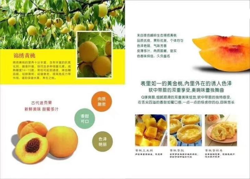 嘉兴银霆农业有限公司--银霆农业之锦绣黄桃