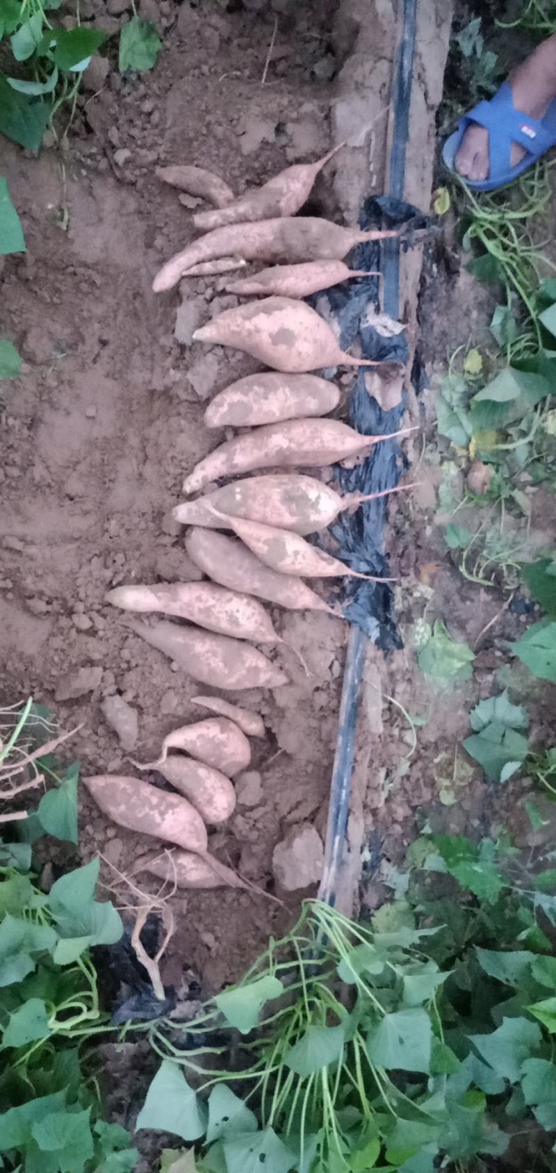 纯沙土地龙九红薯质优价廉