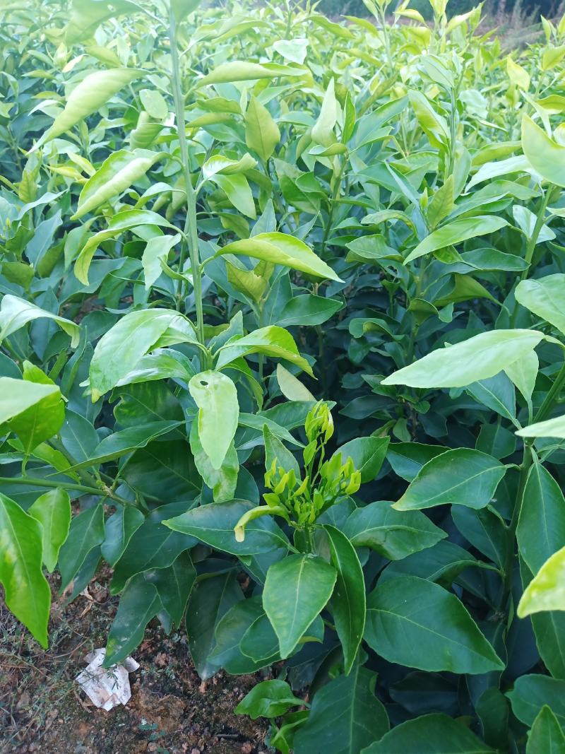 柑桔嫁结苗一爱嫒38号、叶片亮丽、无病虫害、自产直销