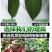 【莲雾苗】精品红莲雾苗产地直销签订合同全国发货