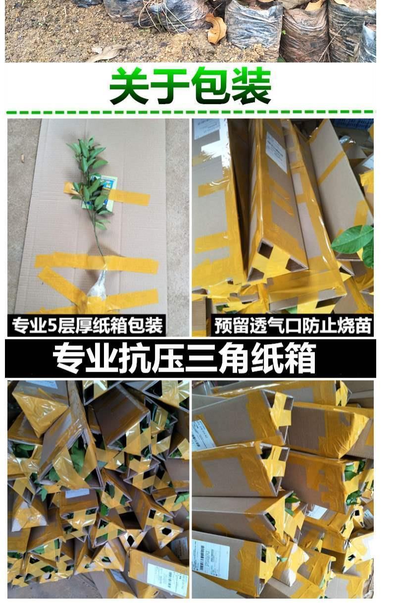 【莲雾苗】精品红莲雾苗产地直销签订合同全国发货
