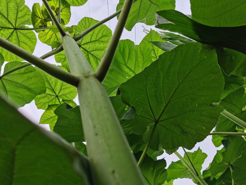 四倍体桐树根，当年可长6公分，河南泡桐树根基地