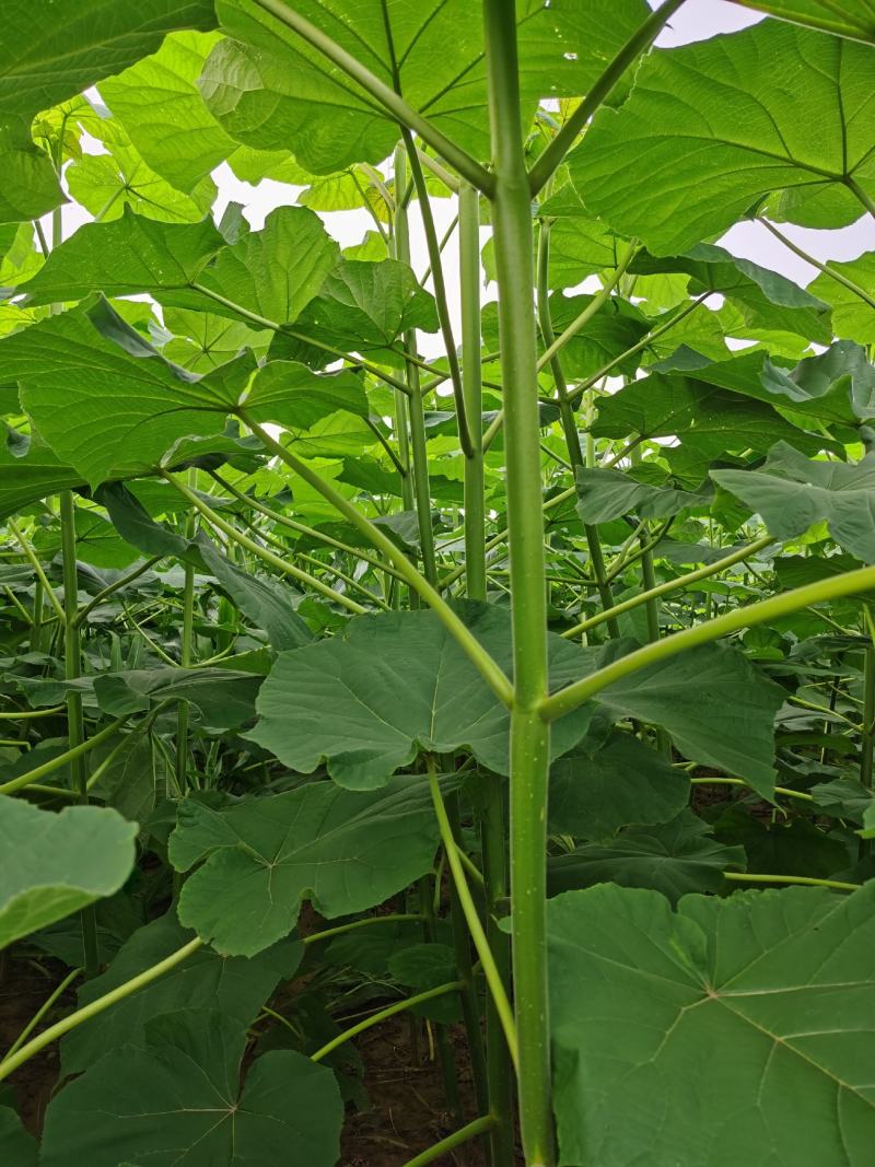 四倍体桐树根，当年可长6公分，河南泡桐树根基地
