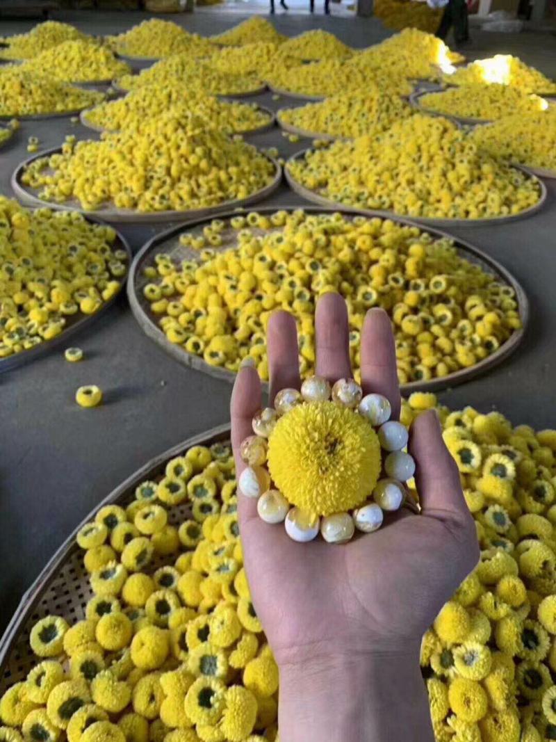 菊花茶菊花金丝皇菊黄菊花茶贡菊胎菊绣球花大花朵金丝黄菊