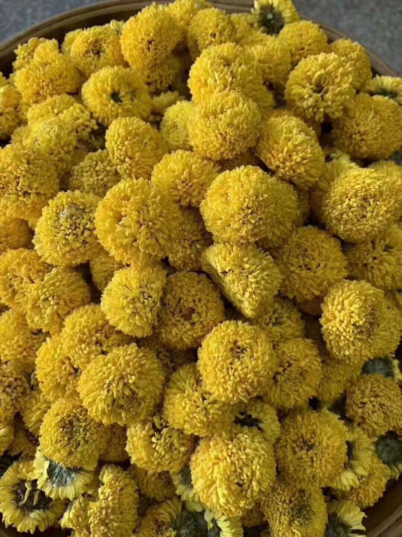菊花茶菊花金丝皇菊黄菊花茶贡菊胎菊绣球花大花朵金丝黄菊