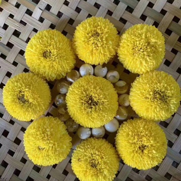菊花茶菊花金丝皇菊黄菊花茶贡菊胎菊绣球花大花朵金丝黄菊