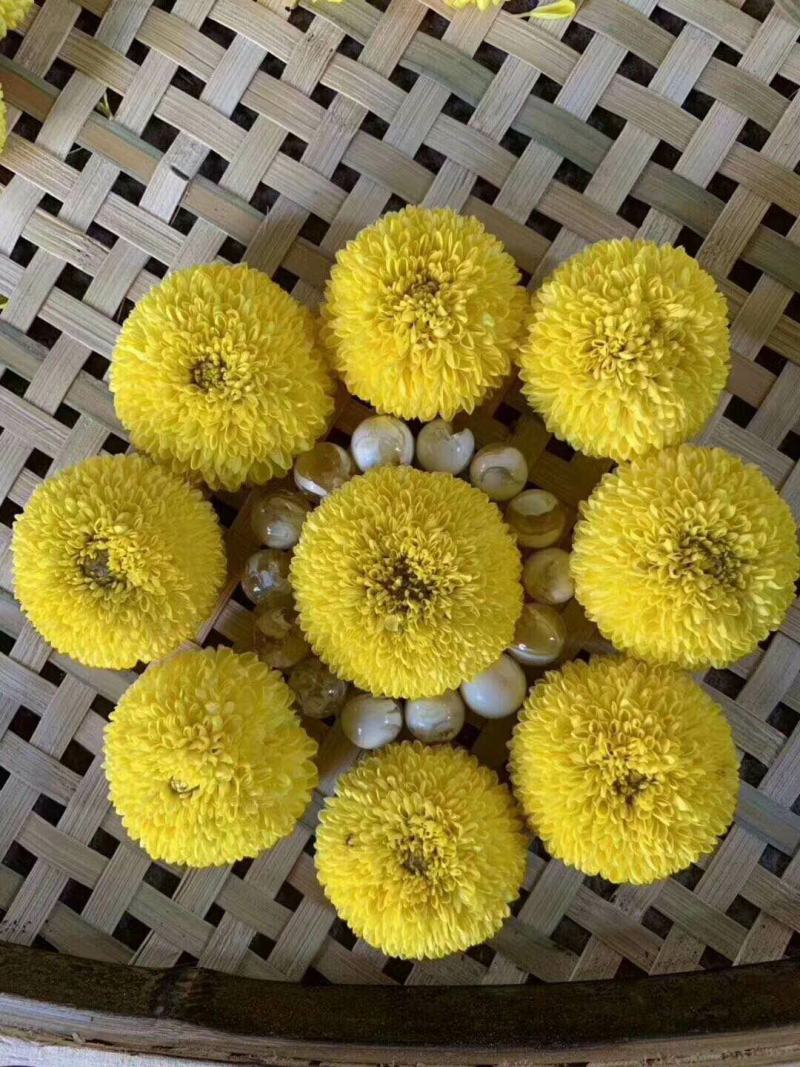 菊花茶菊花金丝皇菊黄菊花茶贡菊胎菊绣球花大花朵金丝黄菊
