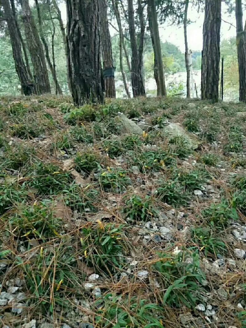 霍山米斛，霍山精品米斛，合作社自产自销，一件代发米斛
