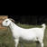 山羊美国白山羊种羊怀孕母羊羊羔公羊活体全国包邮