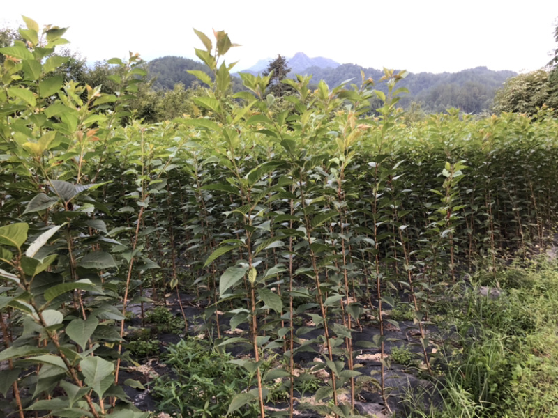 当年晚樱小苗价格美观质量可靠。………………
