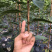 当年晚樱小苗价格美观质量可靠。………………