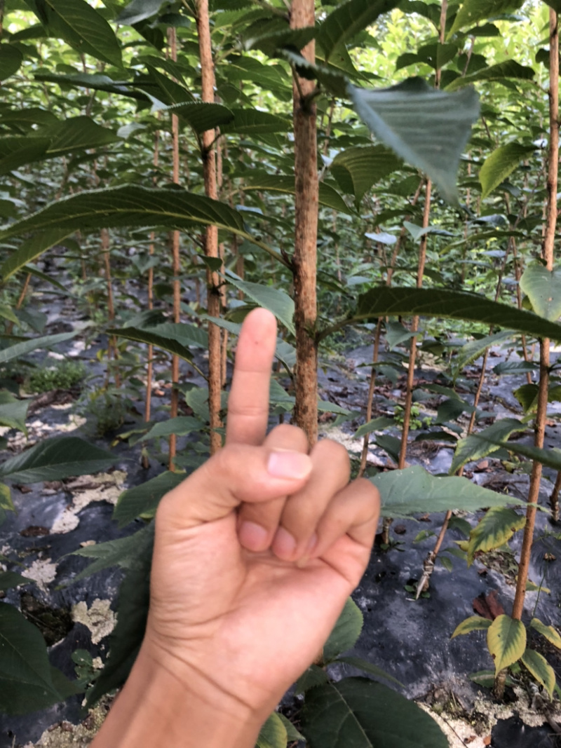 当年晚樱小苗价格美观质量可靠。………………