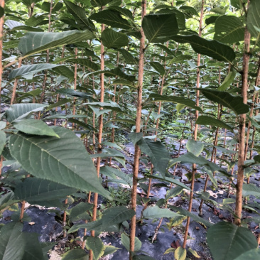 当年晚樱小苗价格美观质量可靠。………………