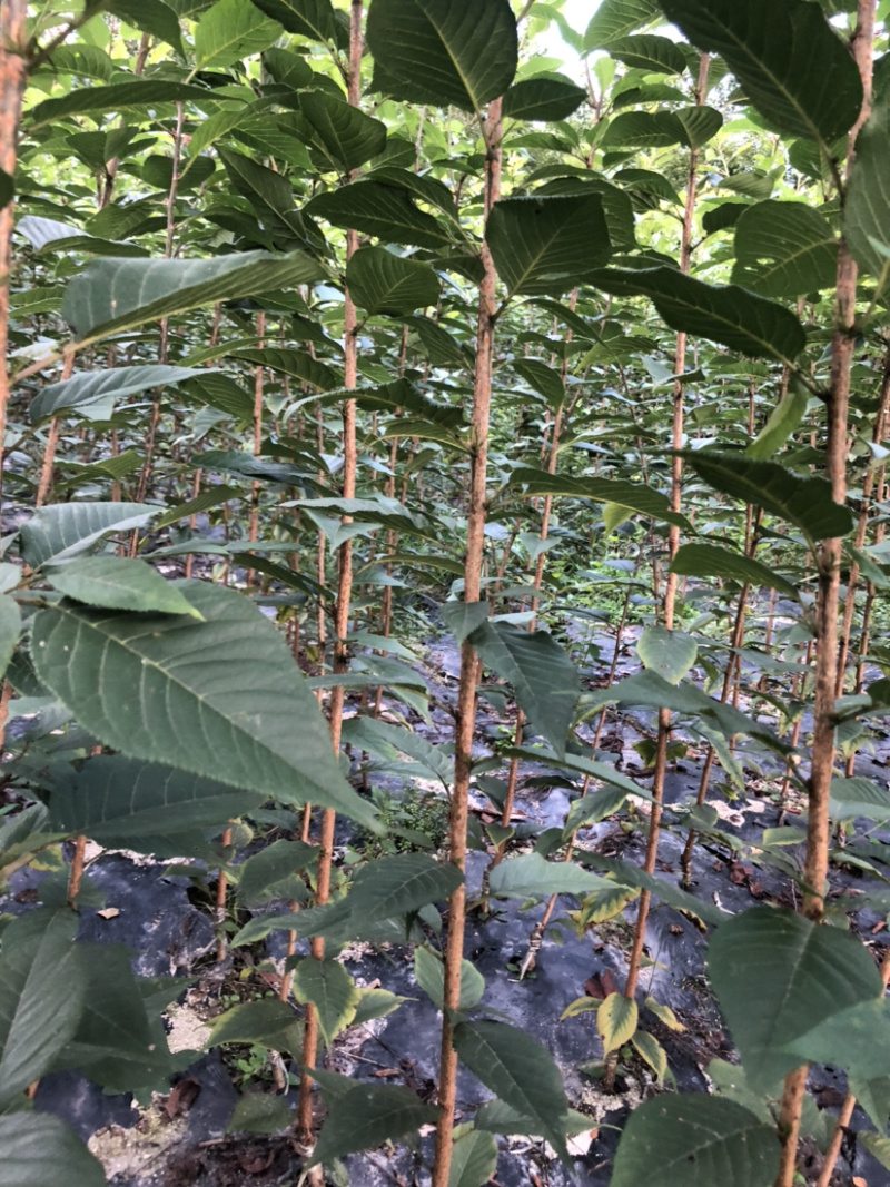 当年晚樱小苗价格美观质量可靠。………………
