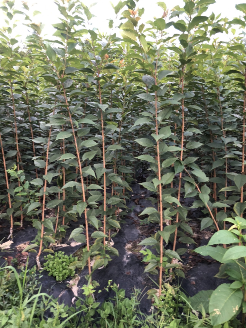 当年晚樱小苗价格美观质量可靠。………………