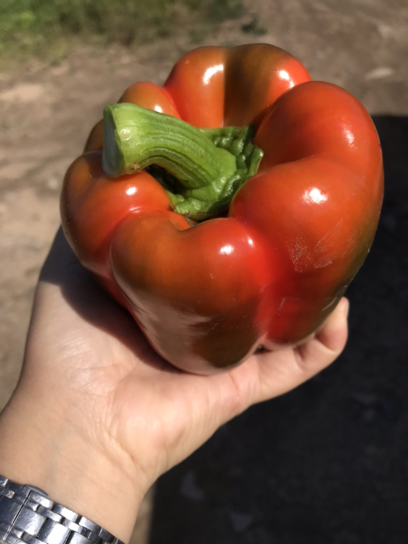 河北崇礼彩椒大量上市了
