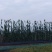 甜芦粟芦稷甜高粱现砍现卖包甜