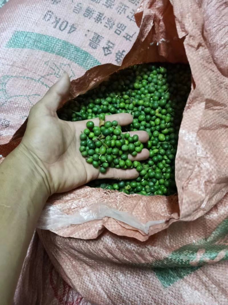 出售小叶罗汉松种子，罗汉松种子