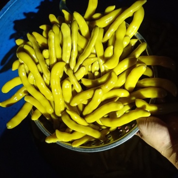 四川，狗爪豆大量上市