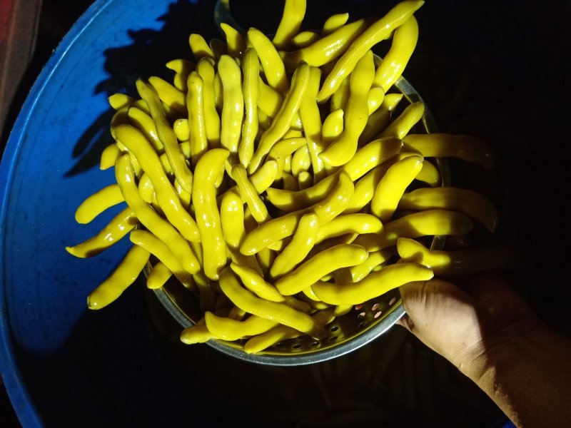 四川，狗爪豆大量上市