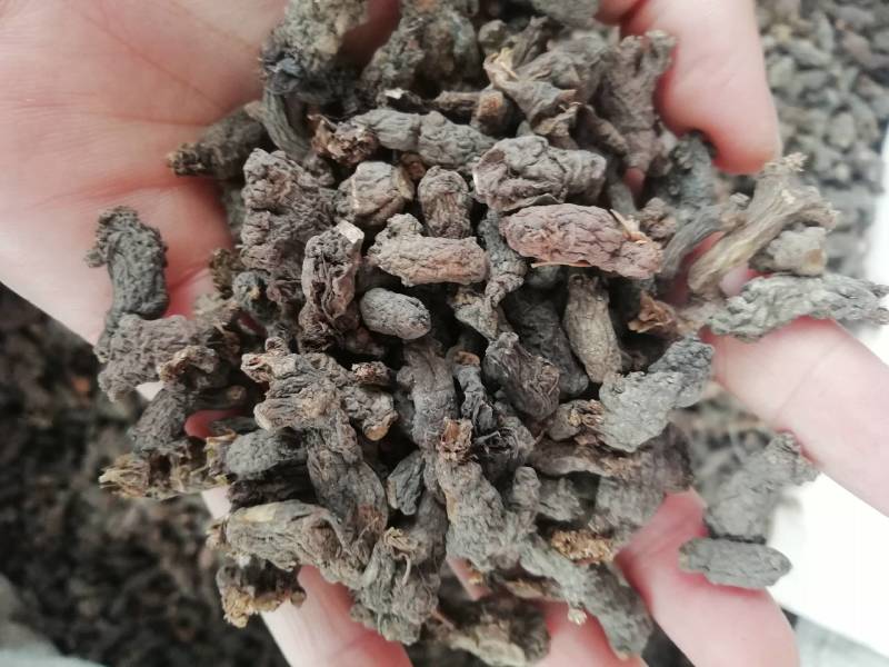 野生天葵子干天葵子紫背天葵子千年老鼠屎