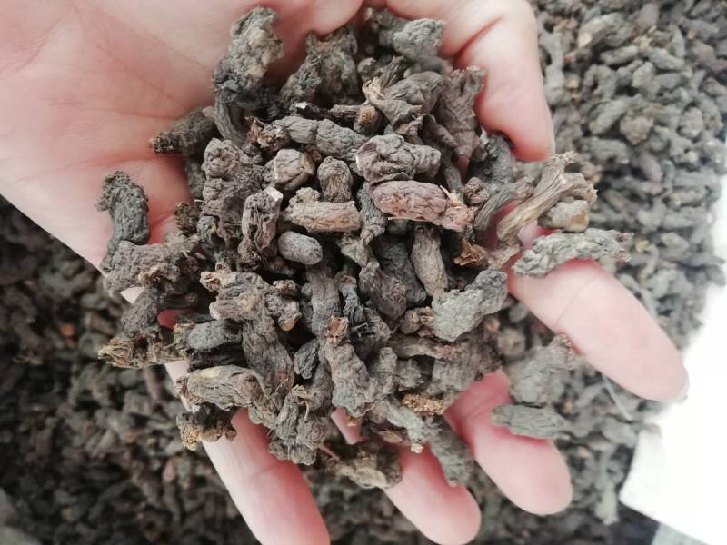 野生天葵子干天葵子紫背天葵子千年老鼠屎