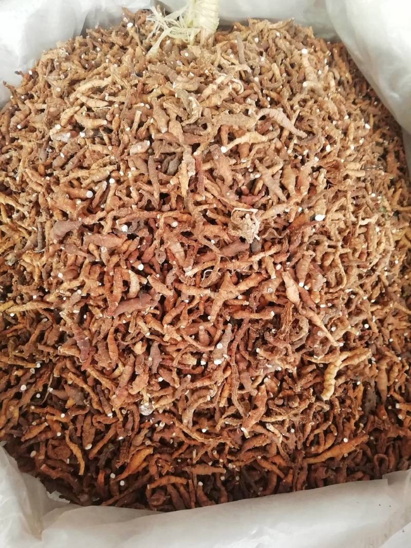 中药材精选新货九节菖蒲，野生九节菖蒲正品小菖蒲