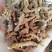 中药材精选新货九节菖蒲，野生九节菖蒲正品小菖蒲