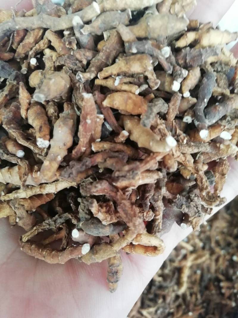 中药材精选新货九节菖蒲，野生九节菖蒲正品小菖蒲