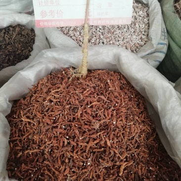 中药材精选新货九节菖蒲，野生九节菖蒲正品小菖蒲