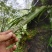 化石草（源自中缅边境）纯野生，海拔1800米