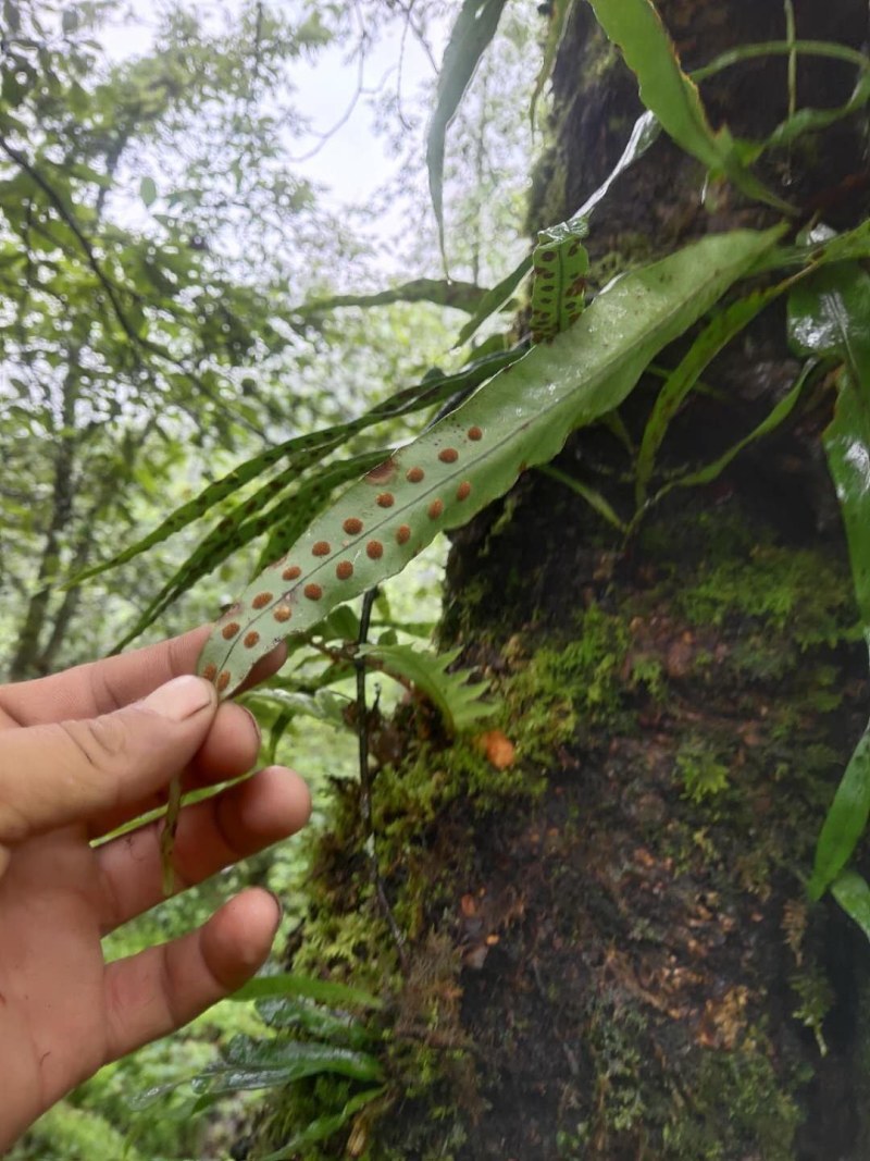 化石草（源自中缅边境）纯野生，海拔1800米