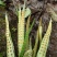 化石草（源自中缅边境）纯野生，海拔1800米