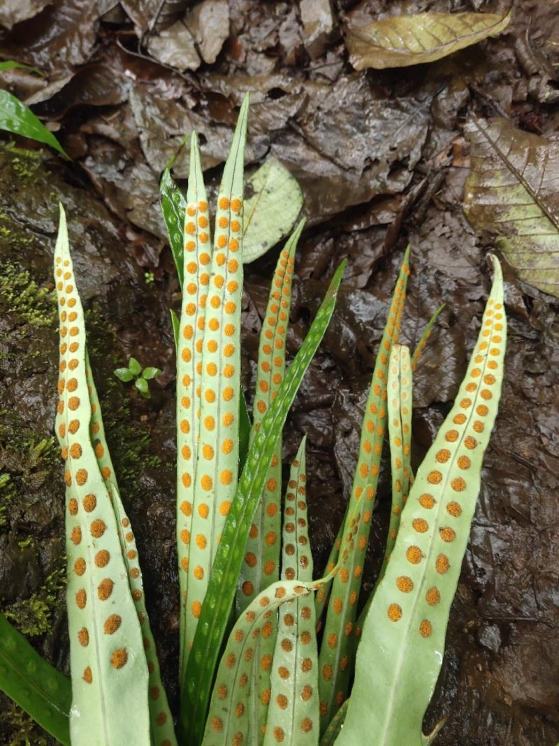 化石草（源自中缅边境）纯野生，海拔1800米
