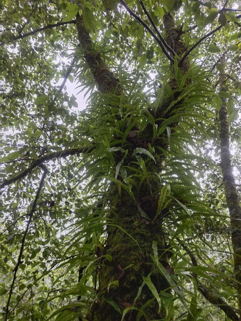 化石草（源自中缅边境）纯野生，海拔1800米