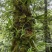 化石草（源自中缅边境）纯野生，海拔1800米