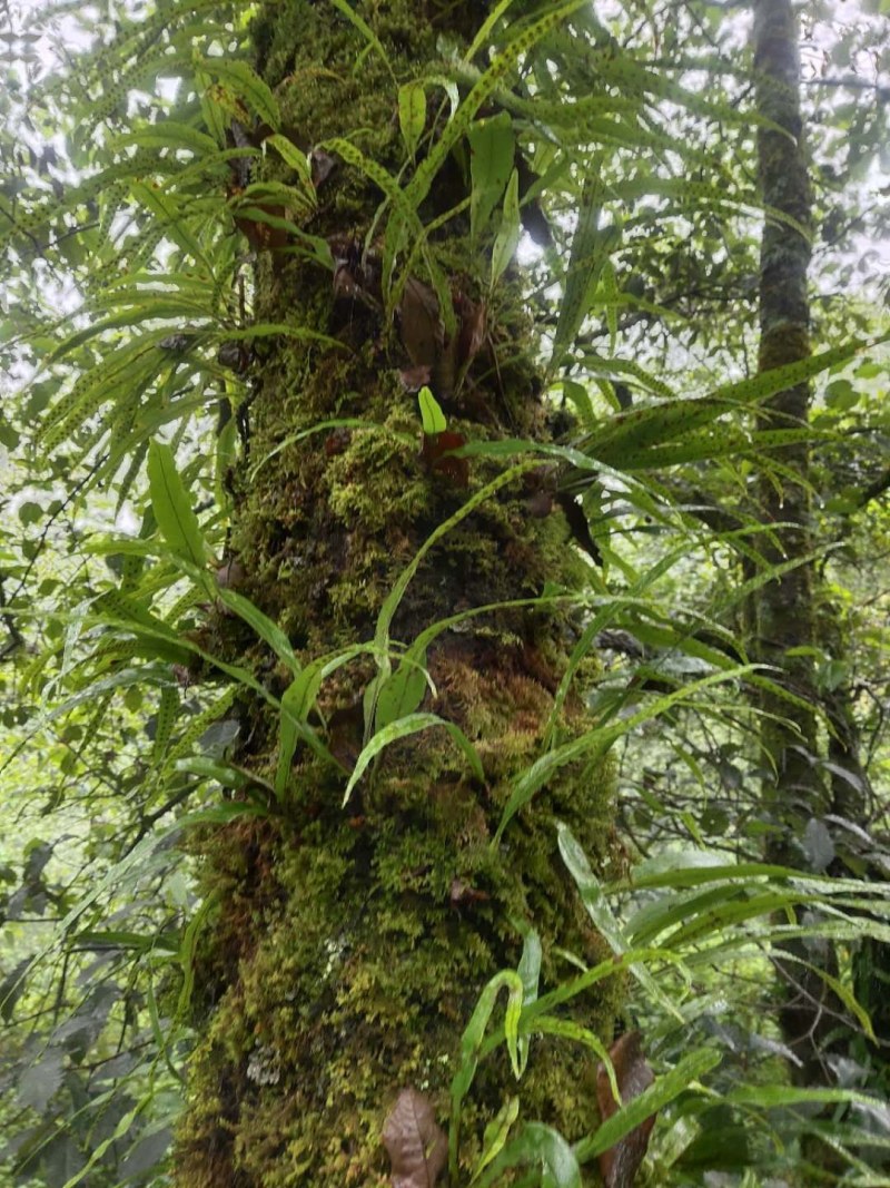 化石草（源自中缅边境）纯野生，海拔1800米