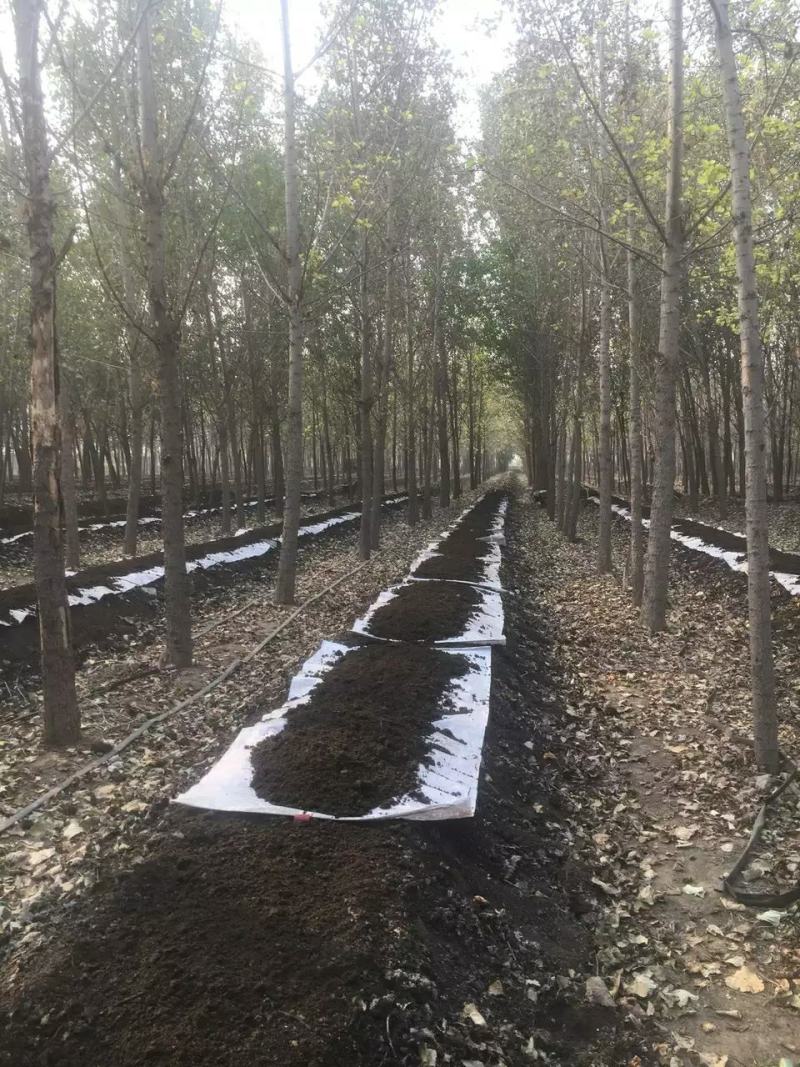 批发优质纯蚯蚓粪营养土蚯蚓粪纯蚯蚓肥花肥育苗