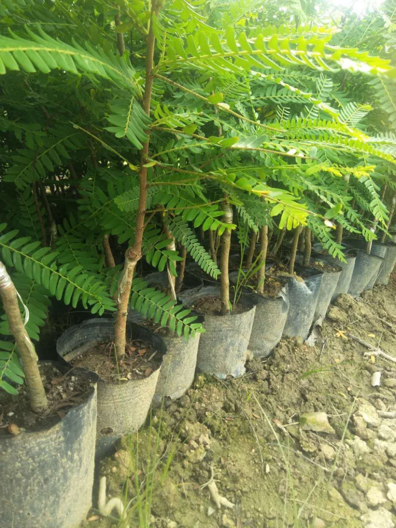 余甘果苗，耐寒品种南北方适合种植，产量高，易结果