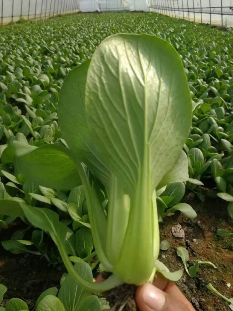 江苏一级油菜，基地直发，新鲜应季蔬菜，对接批发商超