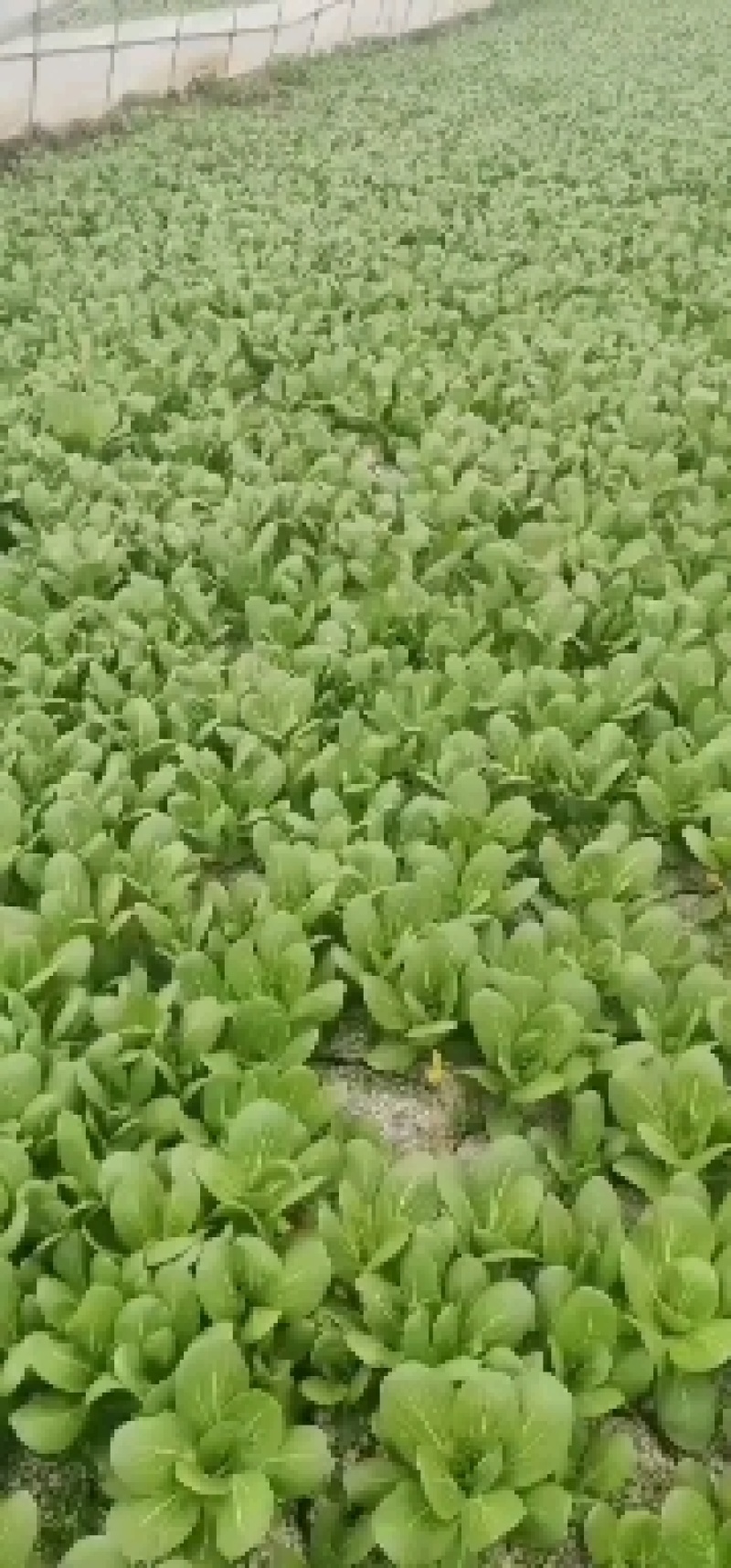 江苏一级油菜，基地直发，新鲜应季蔬菜，对接批发商超