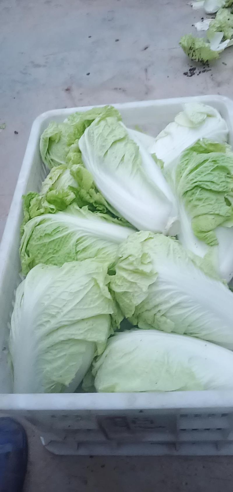 夏阳白菜，2020年白菜上市，现出现装，